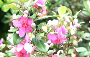 Lễ hội Hoa sim biên giới năm 2023 diễn ra ngày 20-21/5 tại TP. Móng Cái - Quảng Ninh