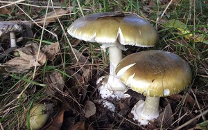 Phát hiện chất có khả năng ngăn chặn độc tố ở loại nấm độc nhất thế giới