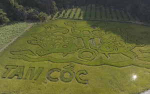 Độc đáo bức tranh 'Lý ngư vọng nguyệt' trên cánh đồng lúa tại Ninh Bình