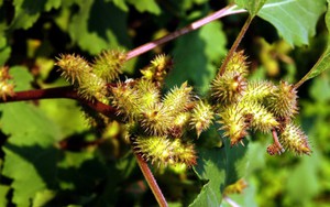 Cây dại ở Việt Nam được nhiều người Trung Quốc coi là 'thần dược' dù có độc, giá bán cao ngỡ ngàng: Nức tiếng suốt hàng nghìn năm