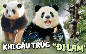 Những chú gấu trúc đang cực hot vì những cá tính riêng biệt làm liên tưởng đến các nhóm cá tính đại diện trong môi trường tập thể hay công sở