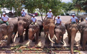 Đắk Lắk: Mở tiệc Buffet chiêu đãi đàn voi nhà