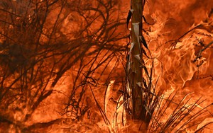 Những đám cháy rừng thảm khốc nhất trong lịch sử nước Mỹ