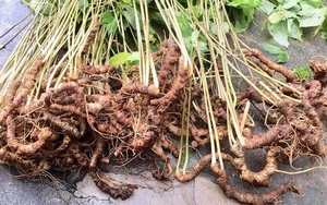 'Bánh vẽ' sâm Ngọc Linh: Tỉnh Kon Tum cần có biện pháp ngăn chặn công ty MHG lừa các nhà đầu tư