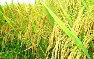 Chữ và nghĩa: Chiêm bơ bải, mùa phải thì