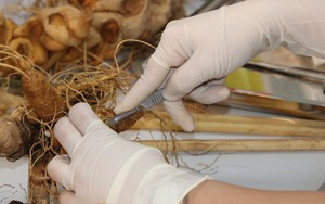 Vận hành thiết bị phân biệt sâm Ngọc Linh thật, giả