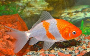 Lửng lơ con cá vàng