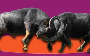 Hải Phòng: Lễ hội chọi trâu truyền thống Đồ Sơn năm 2023