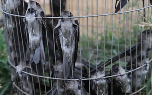 Báo động tình trạng 'tận diệt' chim trời tại Diễn Châu (Nghệ An)