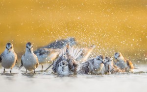 Cuộc sống sau ống kính: Mùa chim nước đầu tiên và chiếc 'tripod chảo'