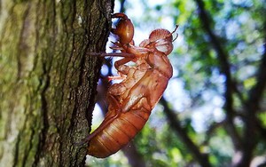 Ve sầu thời cổ đại 'trầm lặng' hơn ngày nay