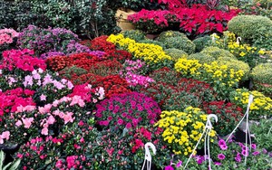 Thị trường hoa, cây cảnh Hà Nội: Người dân ăn Tết muộn!