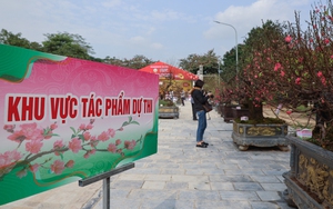 Chào tuần mới: 'Mở hội' hoa đào