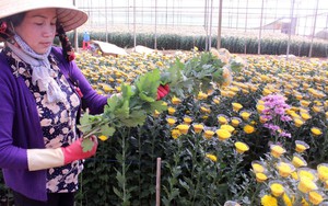 Thị trường hoa Đà Lạt trầm lắng dịp cận Tết
