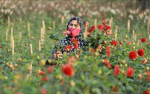 Làng hoa Hà Nội tấp nập chuẩn bị đón Xuân