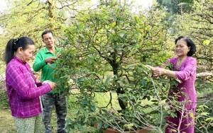 Làng mai vàng Phước Định rộn ràng đón Xuân