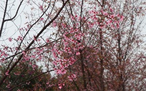 Măng Đen kêu gọi người dân trồng hoa Anh đào