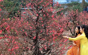 Đào Nhật Tân khoe sắc đón Xuân Giáp Thìn