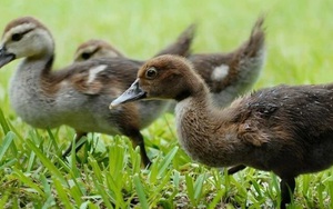 Pháp phát hiện ổ dịch cúm gia cầm độc lực cao tại trang trại nuôi vịt