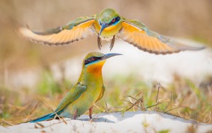 Cuộc sống sau ống kính: Chuyện cảm động về trảu đuôi xanh