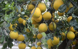 Bưởi Diễn vào thành phố Hồ Chí Minh phục vụ Tết Nguyên đán 2024