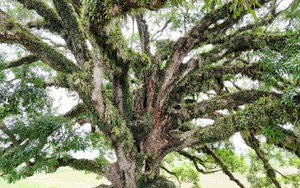 Bảo tồn cây trôi di sản 800 năm tuổi ở Hà Tĩnh