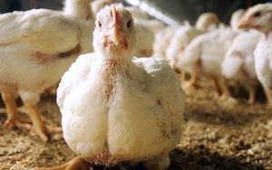 Nhật Bản nâng cảnh báo cúm gia cầm lên mức cao nhất