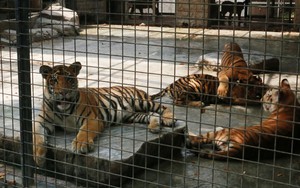 30 cá thể hổ và sư tử tại Long An liên tiếp chết vì sao?
