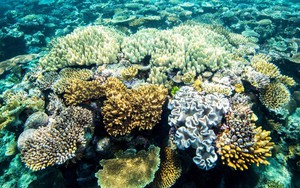 Gió là tác nhân chính gây ra hiện tượng tẩy trắng san hô tại Great Barrier