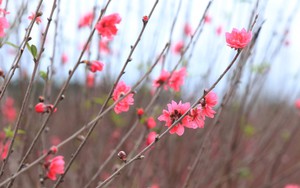 Trình Thủ tướng Chính phủ phương án nghỉ Tết Nguyên đán Ất Tỵ 2025