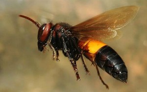 Ong vò vẽ phương Đông - Chuyên gia chuyển hóa rượu thần kỳ