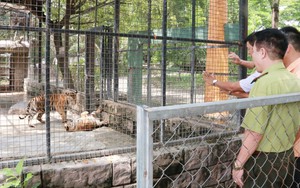 Hạn chế khách tham quan Khu du lịch Vườn Xoài sau vụ hổ chết hàng loạt