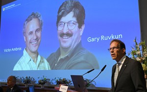 Nobel 2024: Hành trình đến giải thưởng Y Sinh của những "công tắc di truyền" siêu nhỏ