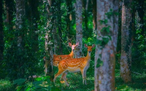 Khám phá Tour xe điện đom đóm và quan sát động vật hoang dã ban đêm tại Vườn quốc gia Cúc Phương