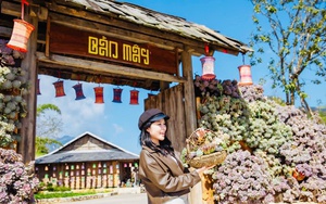 Độc đáo Lễ hội hoa Sen đá lần đầu tiên ở Bản Mây, Sa Pa