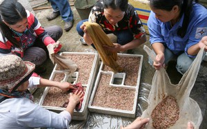 Cuộc sống sau ống kính: Lại đến mùa rươi