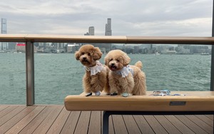 Thị trường hàng hóa và dịch vụ liên quan tới thú cưng tiếp tục tăng trưởng mạnh