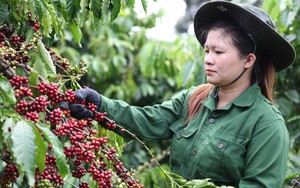 Xuất khẩu cà phê lần đầu có thể vượt 5 tỷ USD