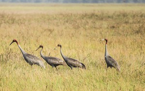 Phục hồi và phát triển đàn sếu đầu đỏ tại Vườn quốc gia Tràm Chim