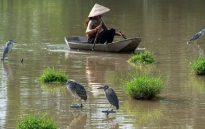 Cuộc sống sau ống kính: Như cánh vạc bay…
