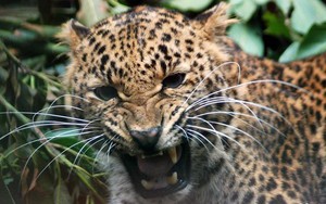 WWF cảnh báo khoảng 173.000 con báo đốm có nguy cơ tuyệt chủng ở Mỹ Latinh