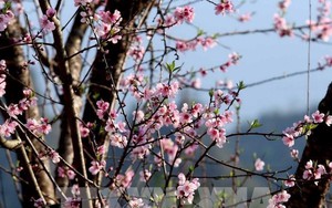 Dự báo thời tiết mùng 2 Tết Nguyên đán Giáp Thìn: Thời tiết thuận lợi để vui Xuân