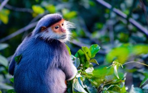 Chùm ảnh: Vẻ đẹp của voọc Chà vá chân nâu hút khách du lịch quốc tế đến Đà Nẵng