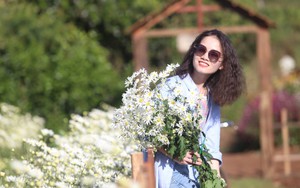 Vườn cúc họa mi Phố núi hút khách du Xuân