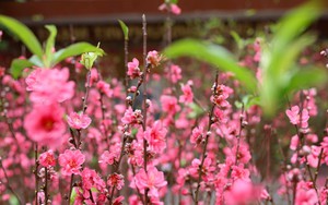 Những khúc nhạc Xuân đi cùng năm tháng