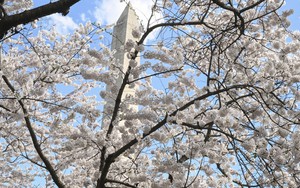 Hoa anh đào nở rộ sớm kỷ lục ở thủ đô nước Mỹ