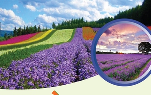 Đà Lạt - Thành phố lễ hội châu Á