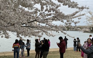 Mùa hoa anh đào hơn trăm năm tuổi tại thủ đô nước Mỹ