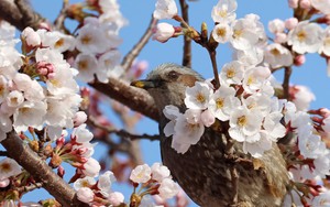 Bắt đầu mùa hoa anh đào ở Hàn Quốc và Nhật Bản