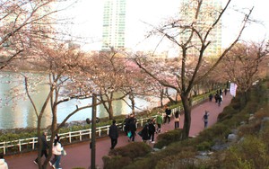 Rực rỡ lễ hội hoa anh đào tại thủ đô Seoul